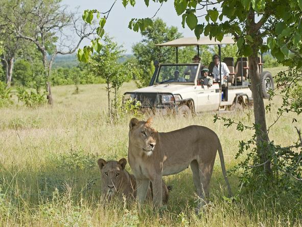 Chichele Presidential Lodge - game drive + lionesses